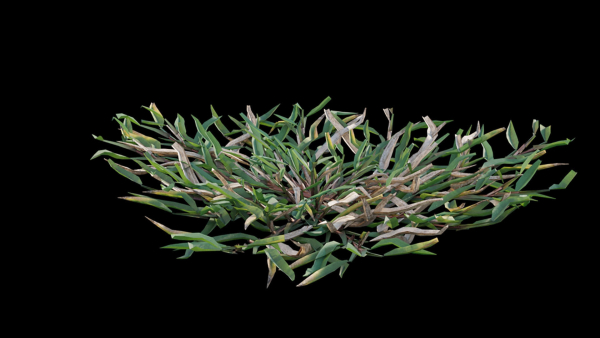 Eremochloa ophiuroides GrowFX