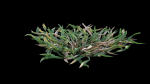 Eremochloa ophiuroides GrowFX