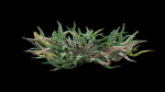 Eremochloa ophiuroides GrowFX