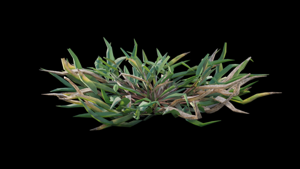 Eremochloa ophiuroides GrowFX