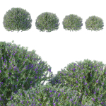 Eremophila Nivea 02
