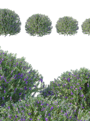 eremophila-nivea-02-3d-model-064ba07cae