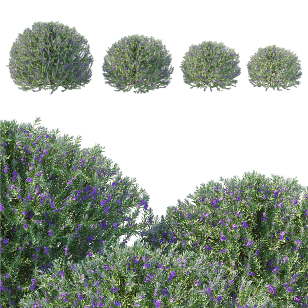Eremophila Nivea 02