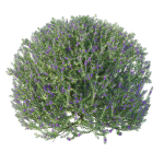 Eremophila Nivea 02