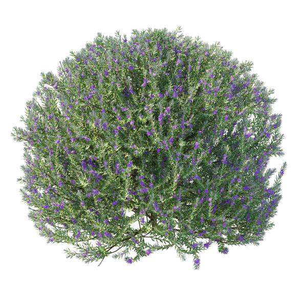 Eremophila Nivea 02