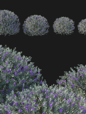 Eremophila Nivea 02