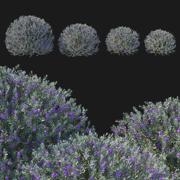 Eremophila Nivea 02
