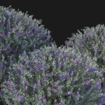 Eremophila Nivea 02
