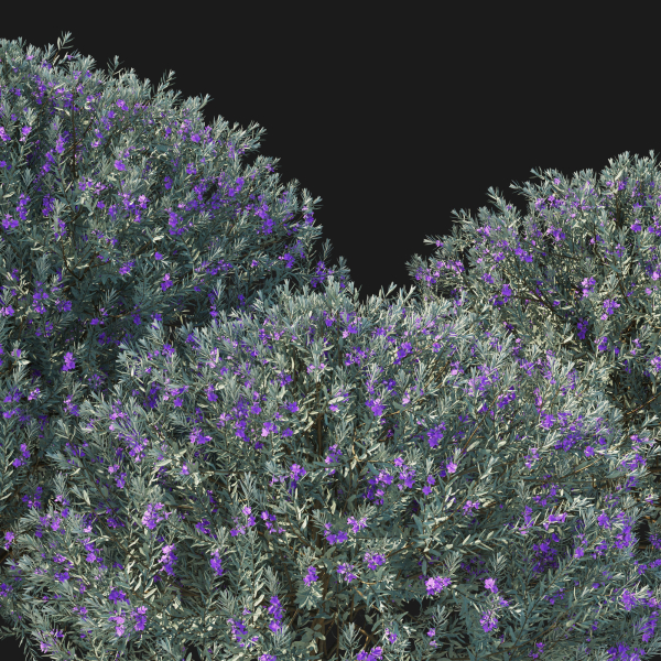 Eremophila Nivea 02