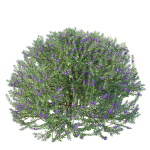 Eremophila Nivea 02
