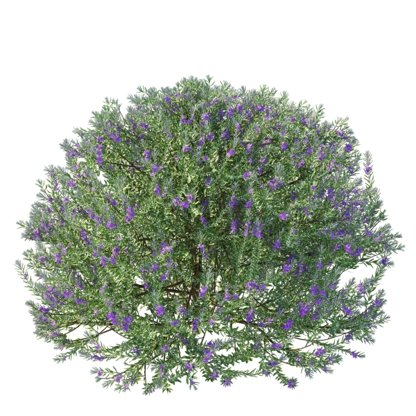 Eremophila Nivea 02