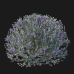 Eremophila Nivea 02