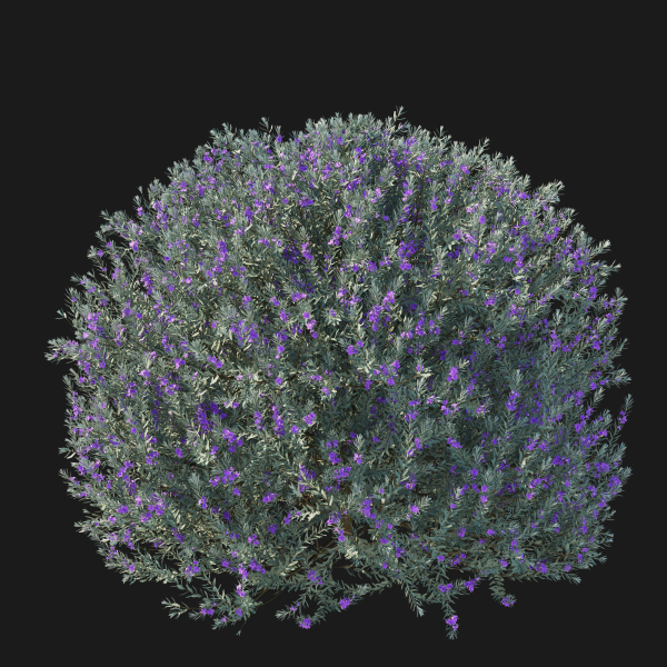 Eremophila Nivea 02