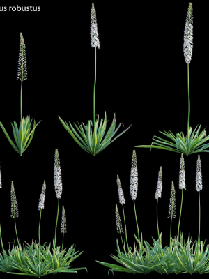 Eremurus robustus - Foxtail Lily