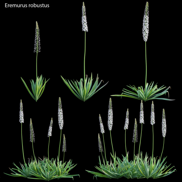 Eremurus robustus - Foxtail Lily