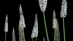 Eremurus robustus - Foxtail Lily