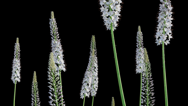 Eremurus robustus - Foxtail Lily