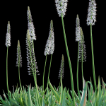 Eremurus robustus - Foxtail Lily