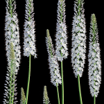 Eremurus robustus - Foxtail Lily