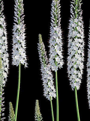 eremurus-robustus-foxtail-lily-3d-model-56526e306f