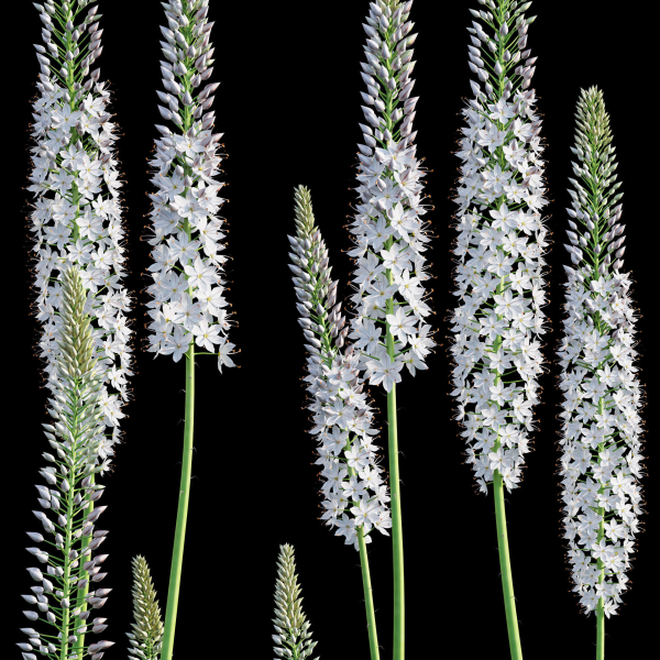 Eremurus robustus - Foxtail Lily