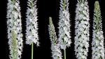 Eremurus robustus - Foxtail Lily