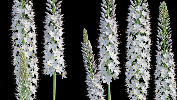Eremurus robustus - Foxtail Lily