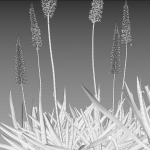 Eremurus robustus - Foxtail Lily