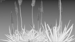 Eremurus robustus - Foxtail Lily