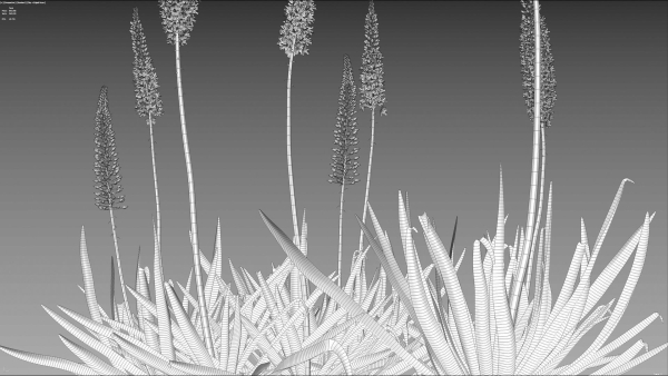 Eremurus robustus - Foxtail Lily
