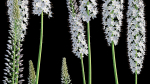 Eremurus robustus - Foxtail Lily
