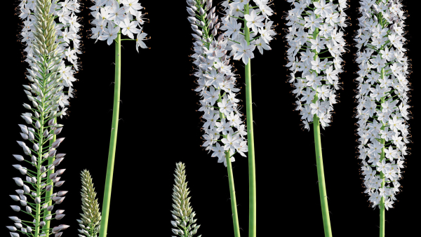 Eremurus robustus - Foxtail Lily