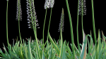 Eremurus robustus - Foxtail Lily