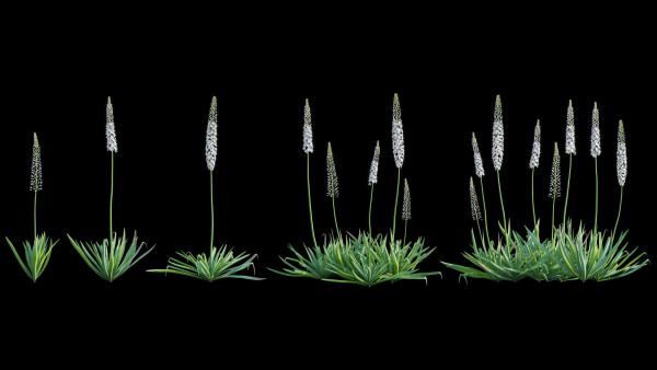Eremurus robustus - Foxtail Lily