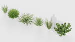 Erica Arborea tree heath