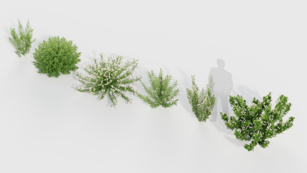 Erica Arborea tree heath