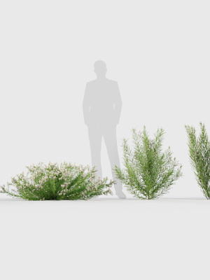 erica-arborea-tree-heath-3d-model-4049e4b308