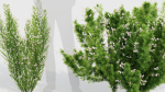Erica Arborea tree heath
