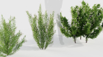 Erica Arborea tree heath