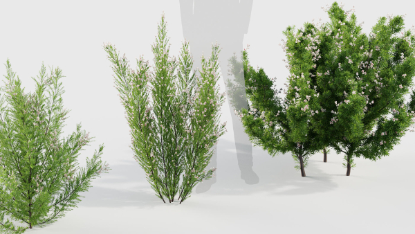 Erica Arborea tree heath