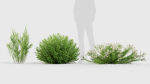 Erica Arborea tree heath