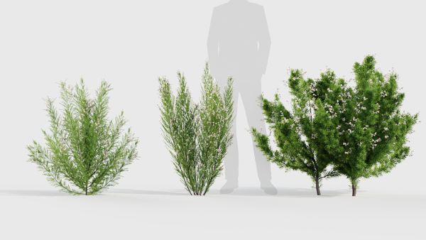 Erica Arborea tree heath