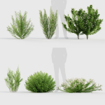 Erica Arborea tree heath