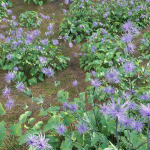 Eryngium alpinum - Sea Holly