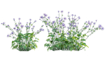 Eryngium alpinum - Sea Holly