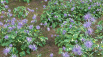Eryngium alpinum - Sea Holly
