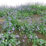 Eryngium alpinum - Sea Holly