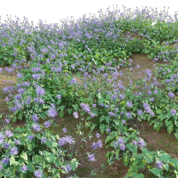 Eryngium alpinum - Sea Holly