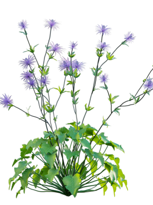 eryngium-alpinum-sea-holly-3d-model-486c334a3a