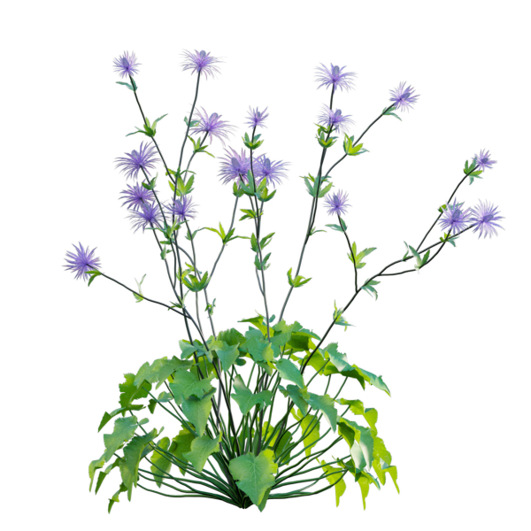 Eryngium alpinum - Sea Holly